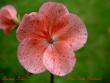 tn_gallery_9377_3958_20550.jpg