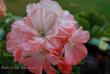 tn_gallery_9377_3958_4289.jpg