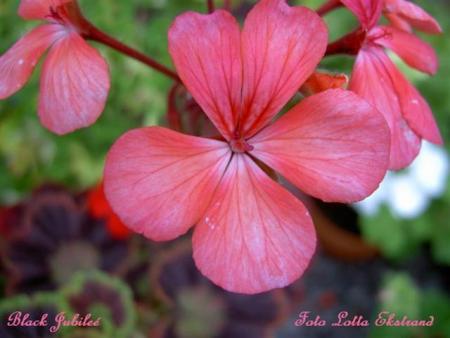 gallery_9377_3959_28025.jpg