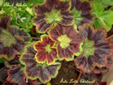 gallery_9377_3959_32653.jpg
