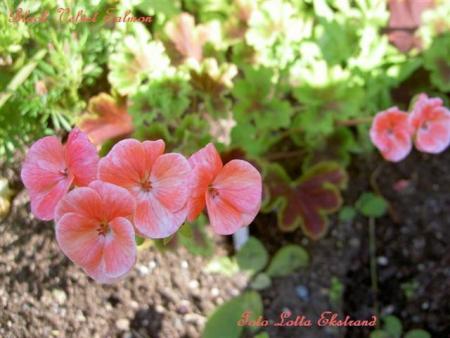 gallery_9377_3959_36231.jpg
