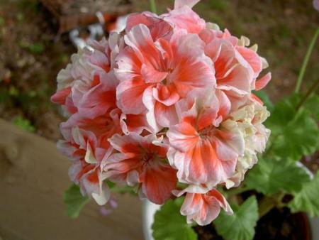 gallery_9377_3959_38752.jpg
