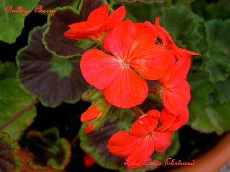 gallery_9377_3959_40148.jpg