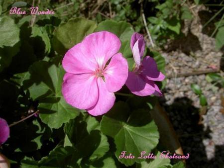 gallery_9377_3959_45962.jpg