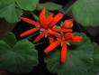 tn_gallery_9377_3959_477.jpg