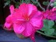tn_gallery_9377_3959_6525.jpg