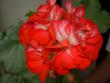 tn_gallery_9377_3959_8551.jpg