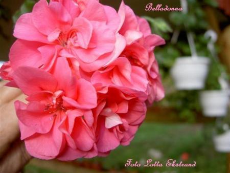gallery_9377_3959_36873.jpg