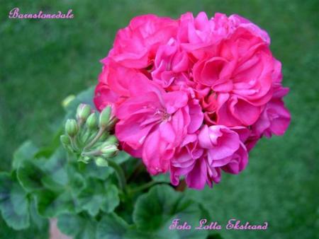gallery_9377_3959_39354.jpg
