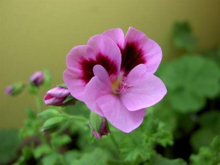 gallery_9377_3960_14221.jpg