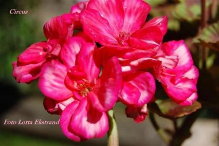 gallery_9377_3960_26259.jpg