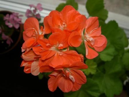 gallery_9377_3960_33585.jpg