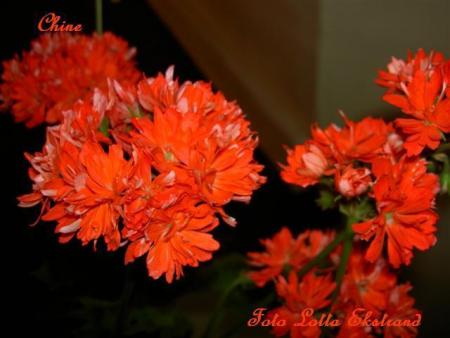 gallery_9377_3960_9524.jpg