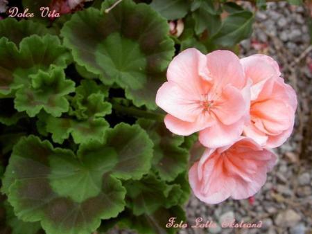 gallery_9377_3961_30329.jpg