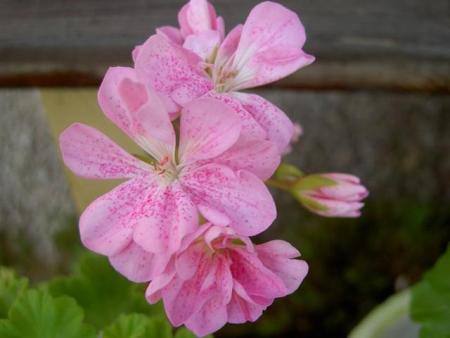 gallery_9377_3961_33170.jpg