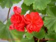 tn_gallery_9377_3961_18866.jpg