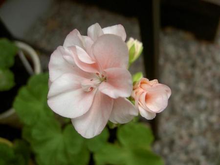gallery_9377_3961_17380.jpg