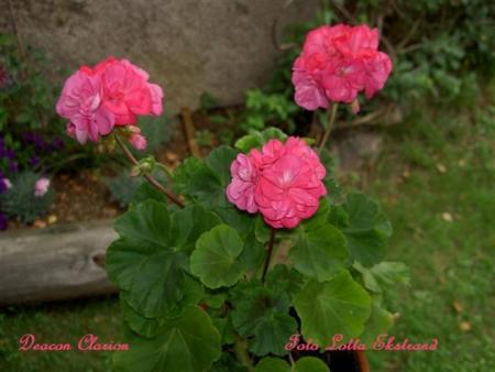 gallery_9377_3961_29541.jpg
