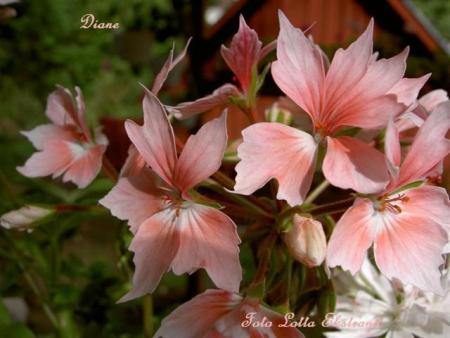 gallery_9377_3961_39218.jpg