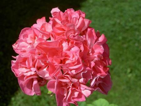 gallery_9377_3961_49070.jpg