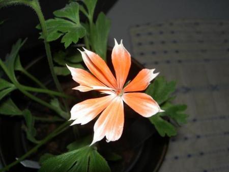 gallery_9377_3962_26991.jpg