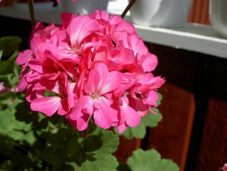 gallery_9377_3962_36074.jpg