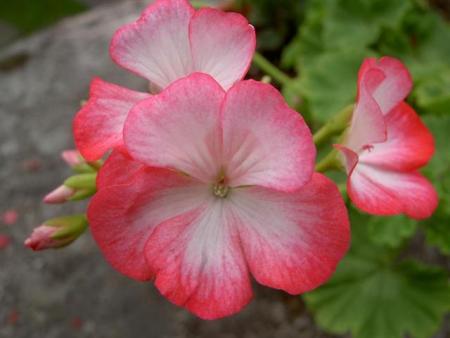 gallery_9377_3962_3803.jpg