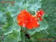 tn_gallery_9377_3961_17616.jpg