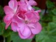 tn_gallery_9377_3961_17916.jpg