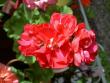tn_gallery_9377_3961_44461.jpg