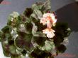 tn_gallery_9377_3961_46817.jpg