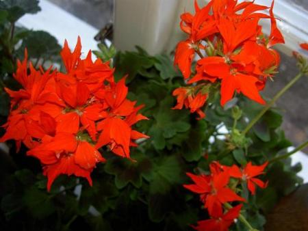 gallery_9377_3962_1045.jpg