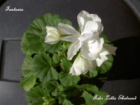 gallery_9377_3962_20983.jpg