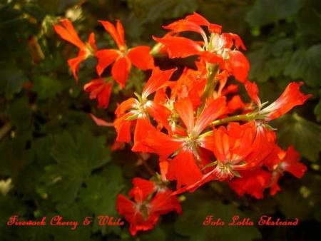 gallery_9377_3962_28649.jpg
