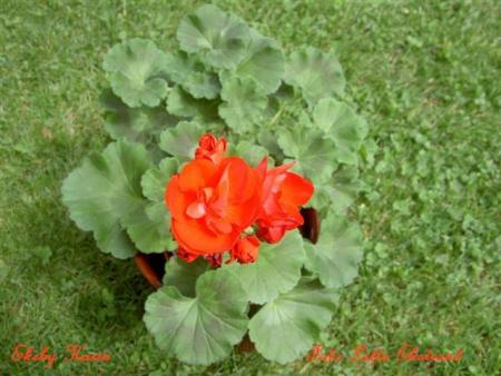 gallery_9377_3962_58366.jpg