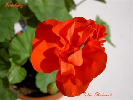 gallery_9377_3962_5920.jpg