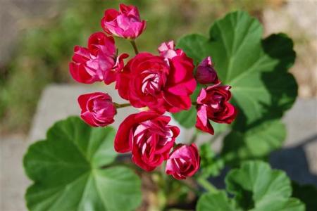 gallery_9377_3963_23541.jpg