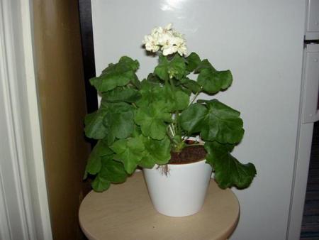 gallery_9377_3963_33172.jpg
