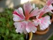 tn_gallery_9377_3962_2623.jpg