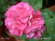tn_gallery_9377_3962_8063.jpg