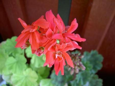 gallery_9377_3963_12824.jpg