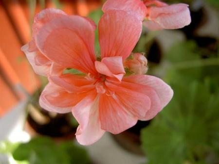 gallery_9377_3963_2177.jpg