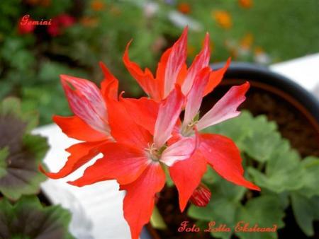 gallery_9377_3963_29293.jpg