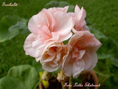 gallery_9377_3963_36878.jpg