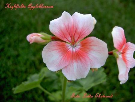 gallery_9377_3963_383.jpg