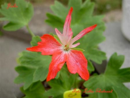 gallery_9377_3964_21316.jpg