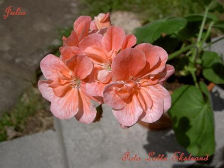 gallery_9377_3964_25804.jpg