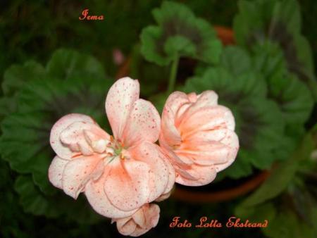gallery_9377_3964_28690.jpg