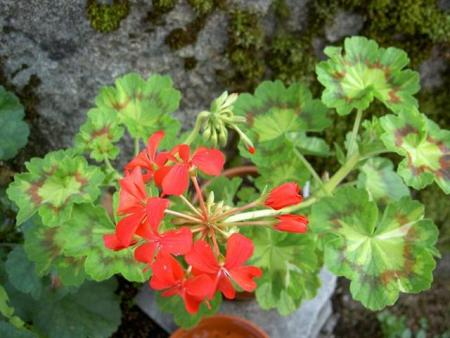 gallery_9377_3964_48241.jpg
