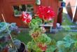 tn_gallery_9377_3963_14728.jpg